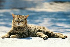 Gatti (25)